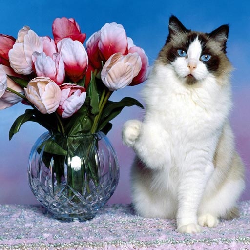 Kedi Oyunları