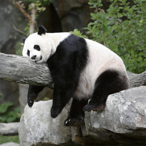 Panda Oyunları
