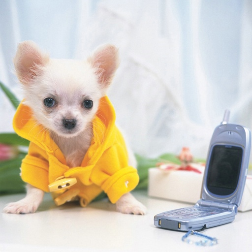 Yavru Köpek Oyunları
